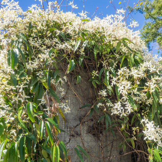 Clématite 'Armandii' blanc - Bakker