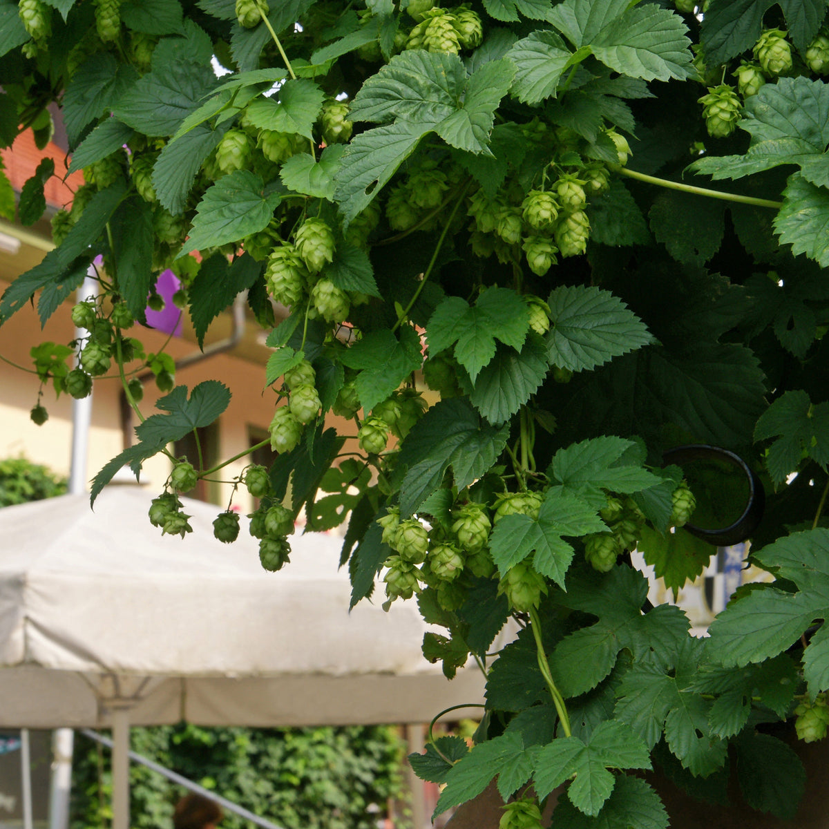 Houblon Magnum - Bakker