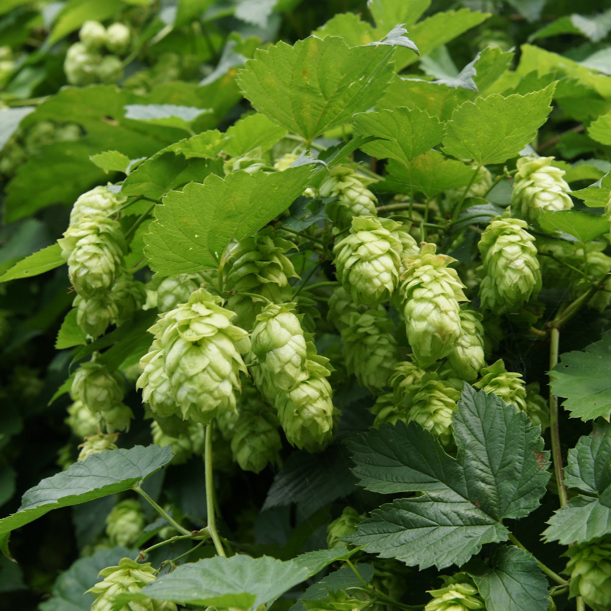 Vente Houblon Magnum - Humulus lupulus magnum
