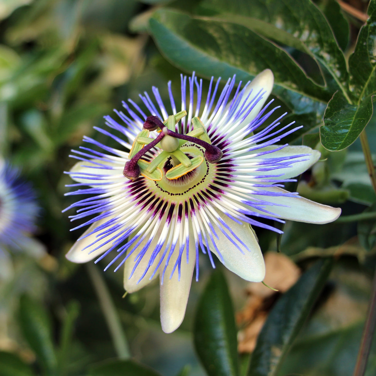 Passiflore bleue
