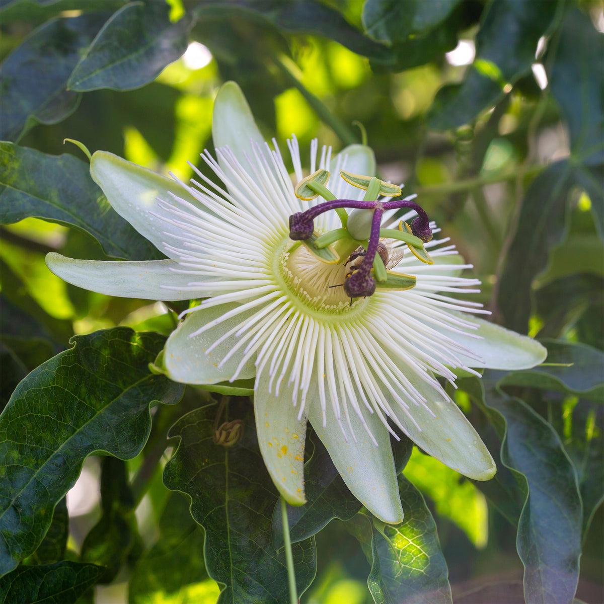 Vente Passiflore 'Constance Elliot' - Passiflora caerulea constance elliot