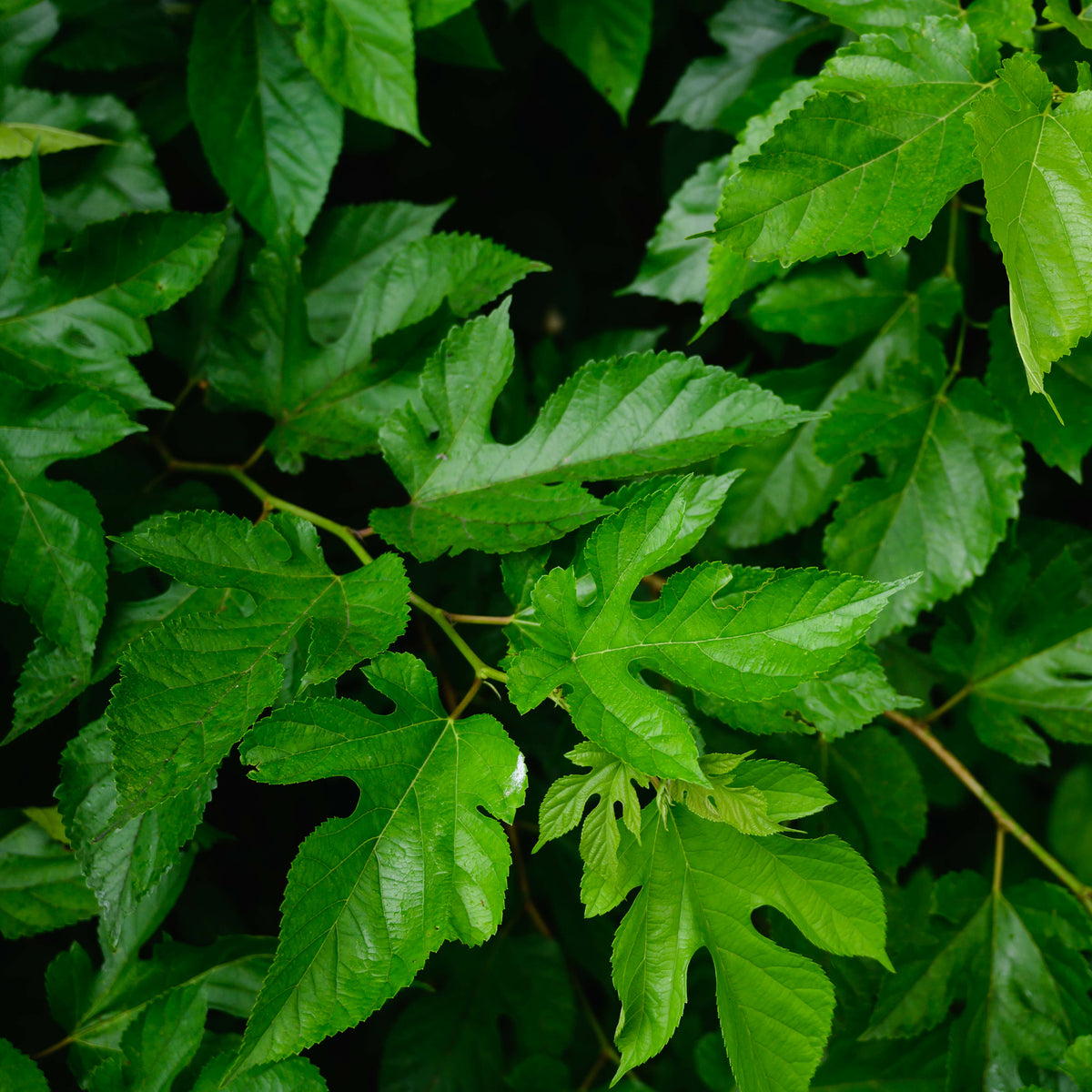 Mûrier de Corée 'Mulle' - Arbres fruitiers - Bakker