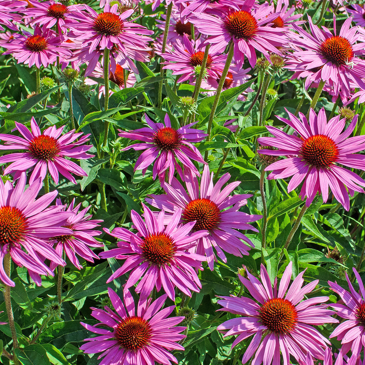 Echinacée pourpre