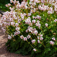 Vente Géranium vivace cantabrigiense 'Biokovo' - Geranium cantabrigiense Biokovo