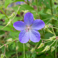 Géranium vivace Johnsons Blue - Geranium johnson's blue - Bakker