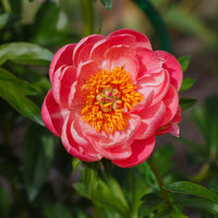 Paeonia lactiflora Coral Sunset - Pivoine 'Coral Sunset' - Pivoines