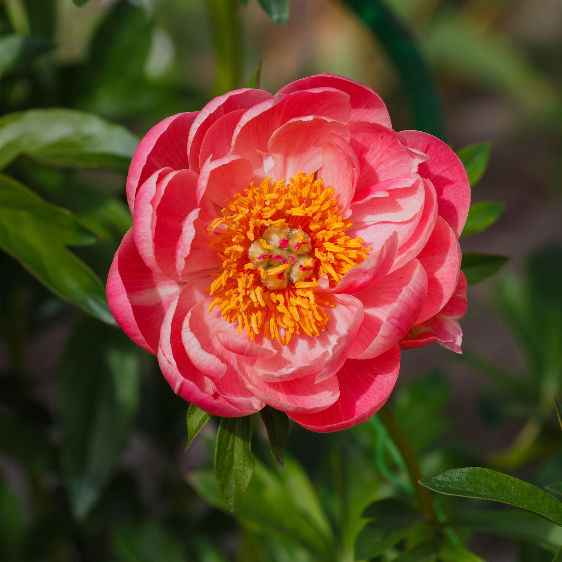 Paeonia lactiflora Coral Sunset - Pivoine 'Coral Sunset' - Pivoines