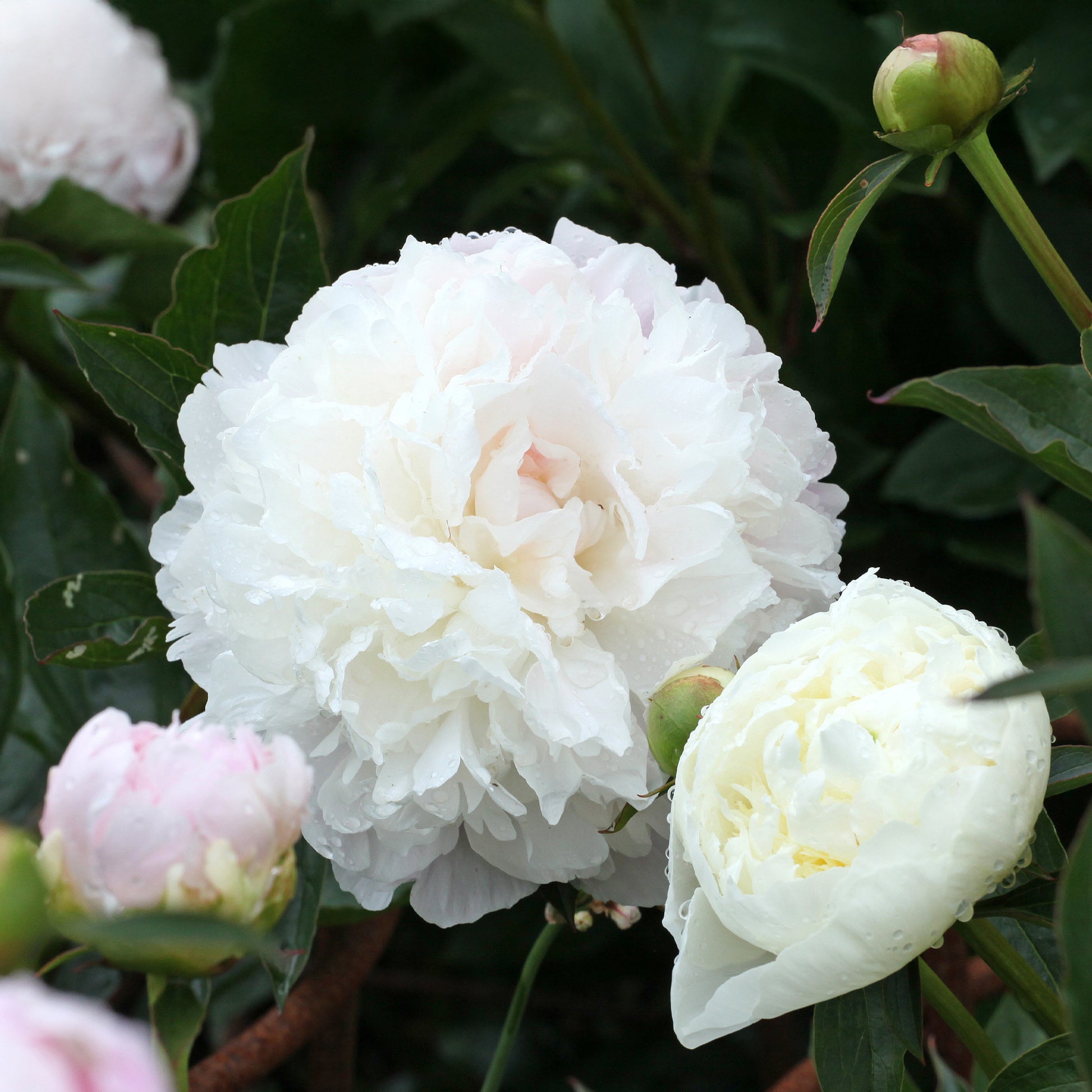 Pivoine 'Duchesse de Nemours' - Paeonia lactiflora Duchesse de Nemours - Bakker