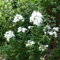 Phlox - 3 Phlox paniculé White Admiral - Phlox paniculata white admiral