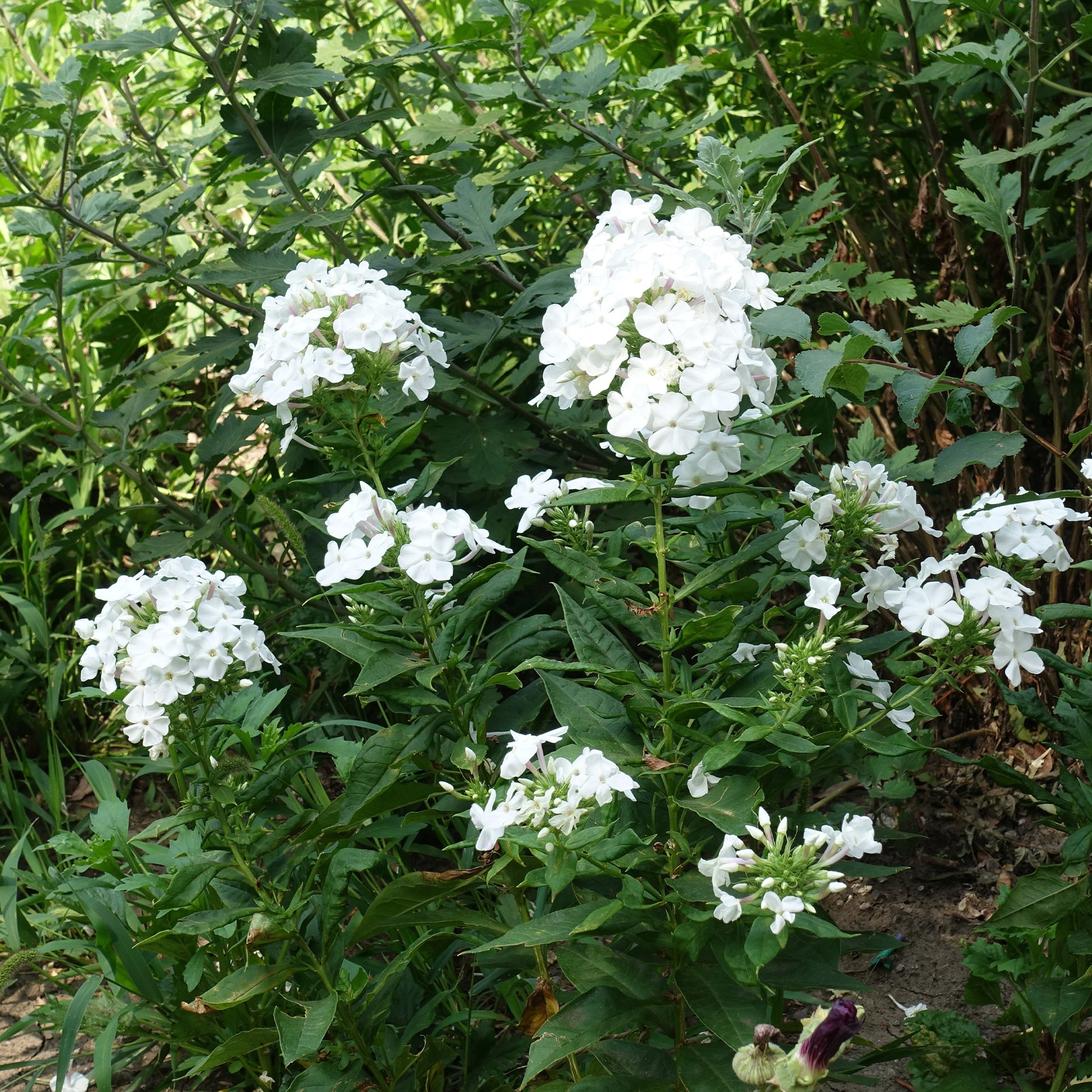Phlox - 3 Phlox paniculé White Admiral - Phlox paniculata white admiral