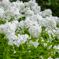 3 Phlox paniculé White Admiral - Bakker