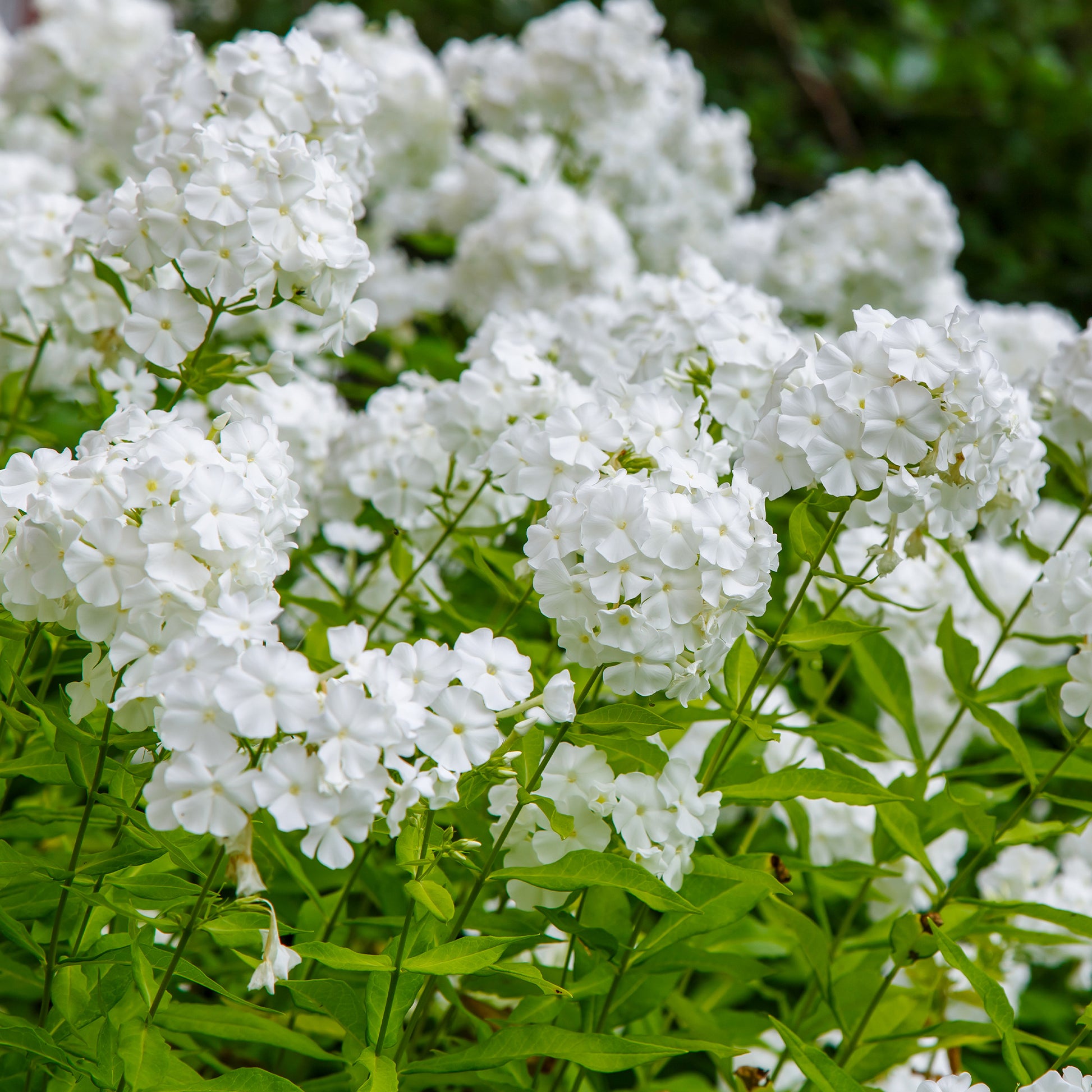 3 Phlox paniculé White Admiral - Bakker