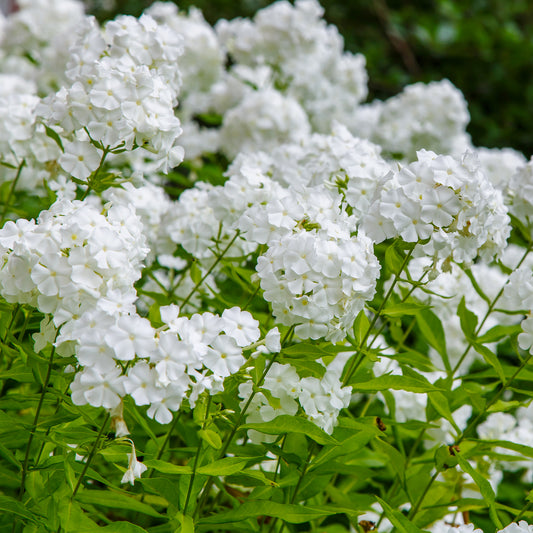 3 Phlox paniculé White Admiral - Bakker
