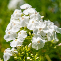 3 Phlox paniculé White Admiral - Phlox paniculata white admiral - Bakker