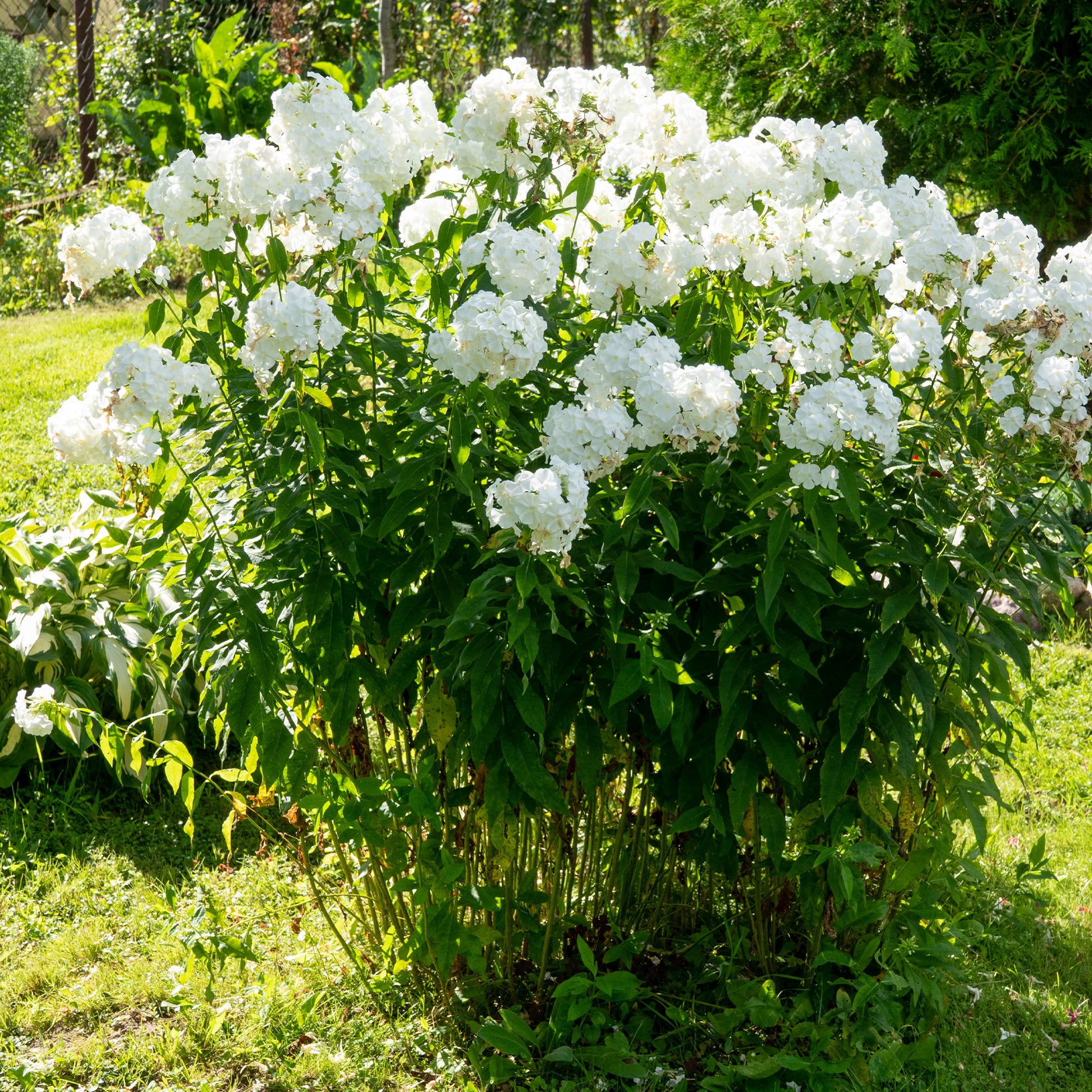 Phlox paniculata white admiral - 3 Phlox paniculé White Admiral - Phlox
