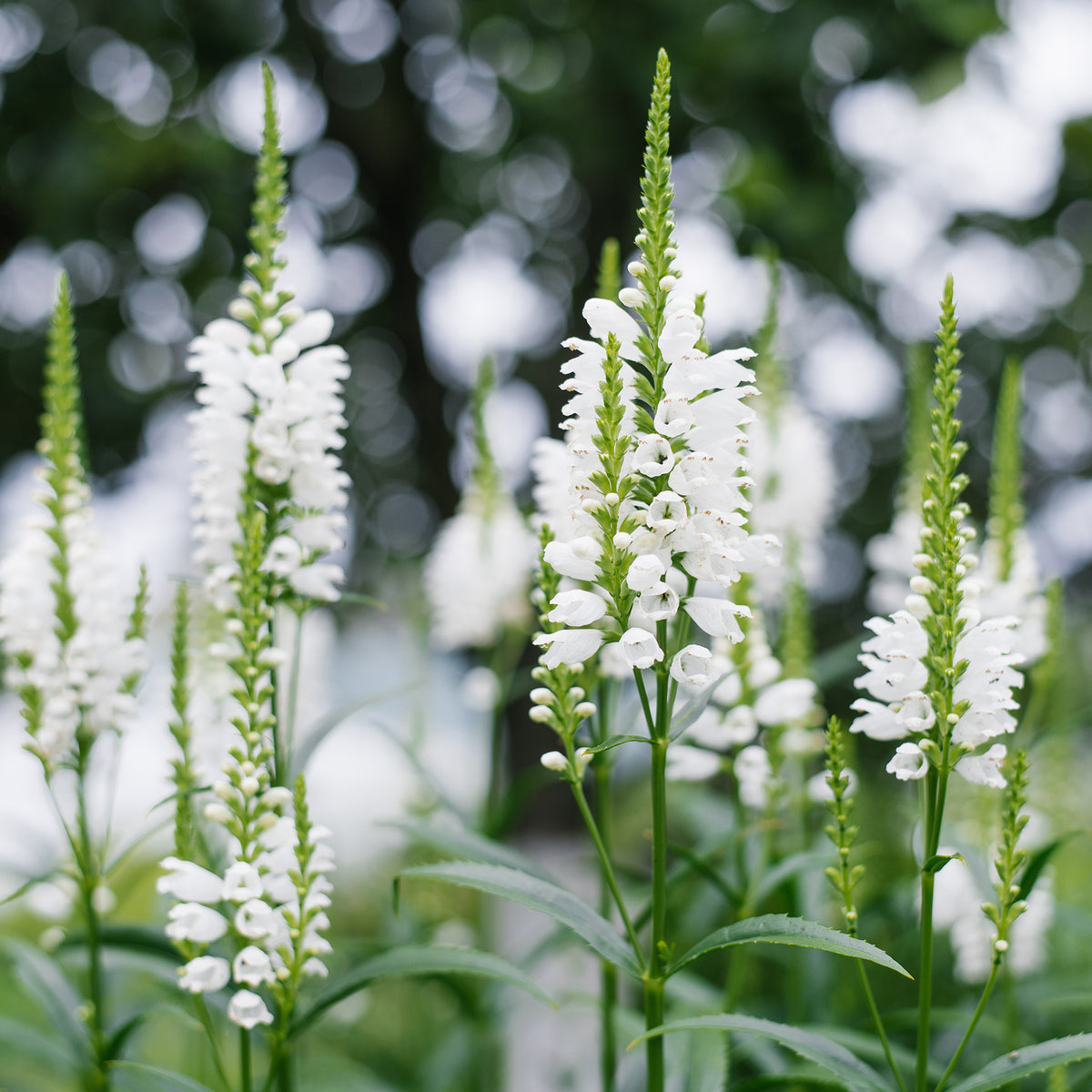 Cataleptique 'Alba'