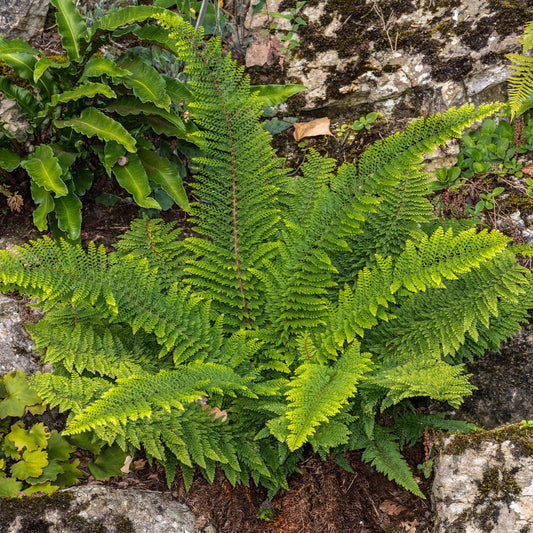 Aspidie à cils raides 'Herrenhausen' - Bakker