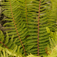 Polystichum setiferum herrenhausen - Aspidie à cils raides 'Herrenhausen' - Plantes vivaces