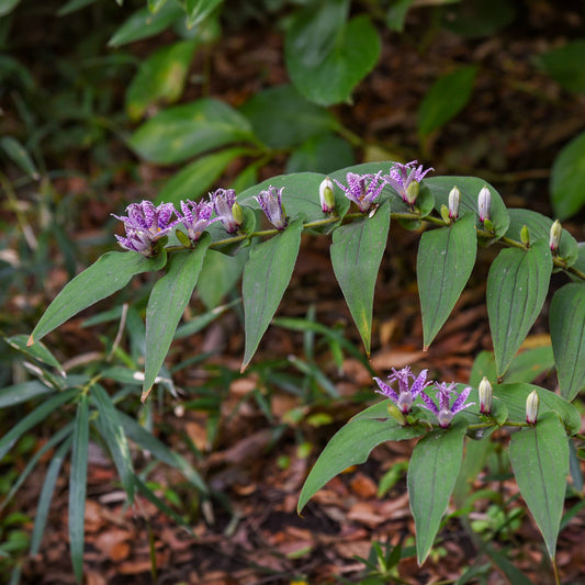 Lys crapaud Tricyrtis hirta - Biologique violet-blanc - Bakker