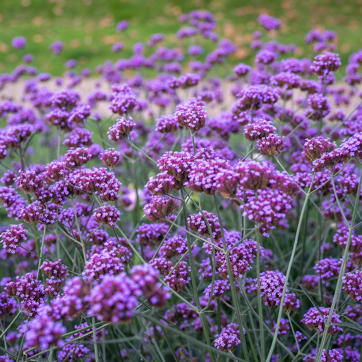 Verveine - Verveine de Buenos-Aires - Verbena bonariensis