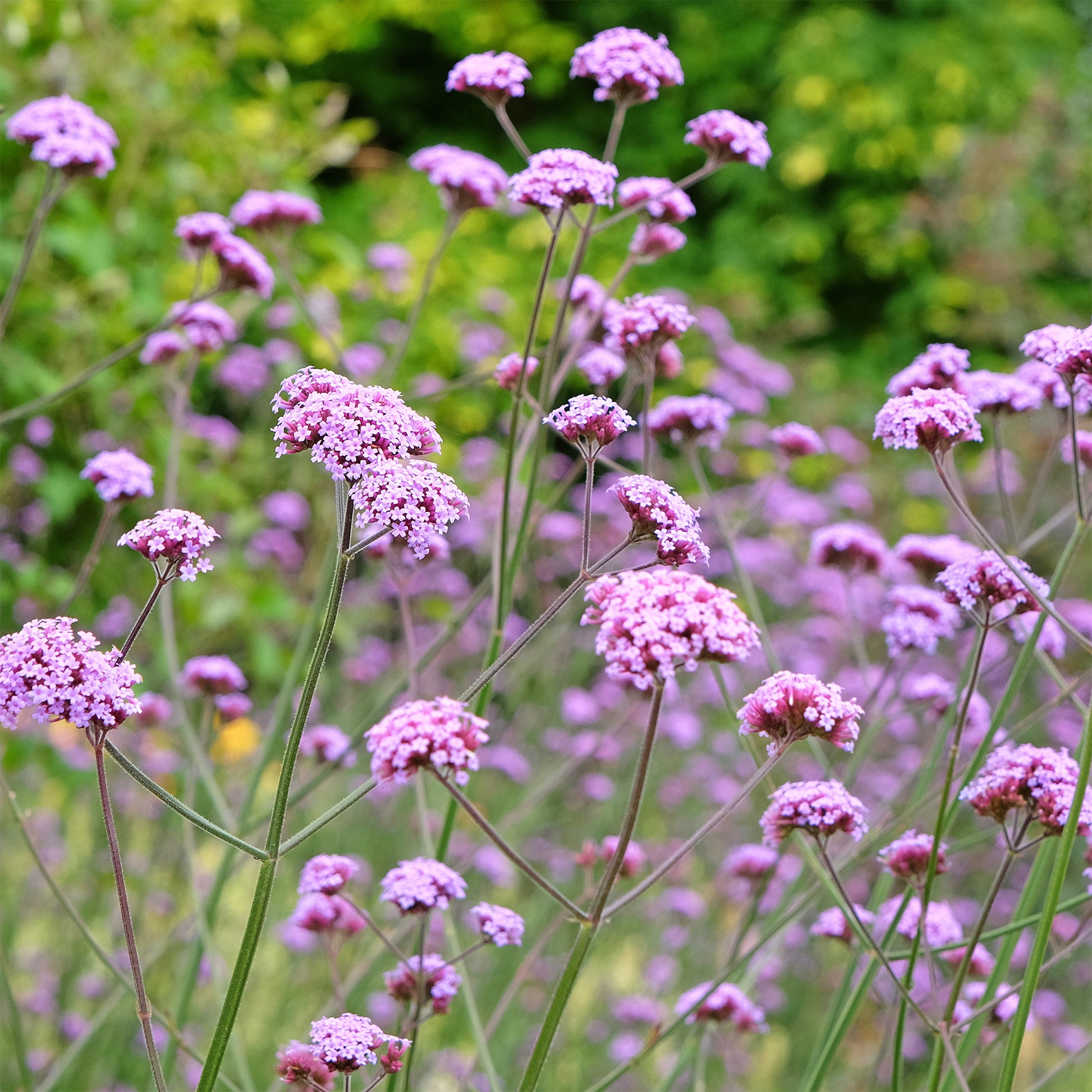 Verveine de Buenos-Aires - Plantes vivaces - Bakker