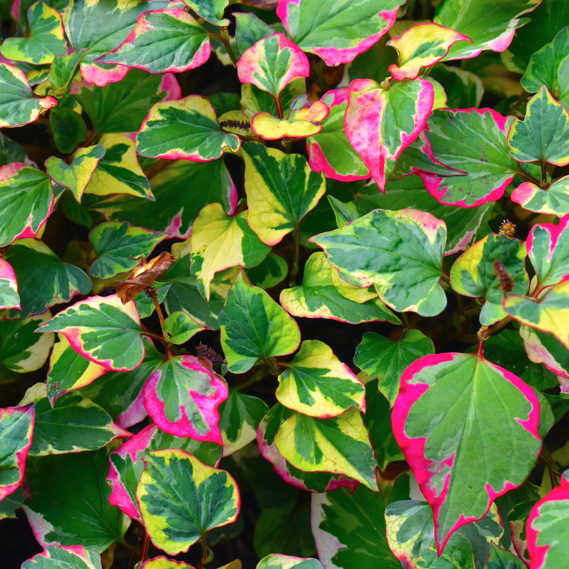 Houttuynia cordata 'Chameleon' - Houttuynia cordata chameleon - Bakker
