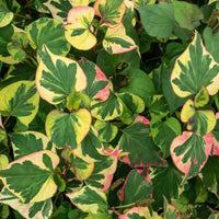 Houttuynia cordata chameleon - Houttuynia cordata 'Chameleon' - Toutes les plantes de bassin