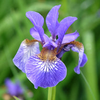Vente Iris de Sibérie - Iris sibirica