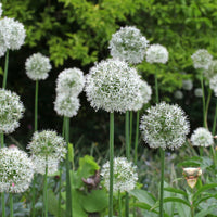 Allium stipitatum mount everest - 2 Alliums Mount Everest - Bulbes d'Allium