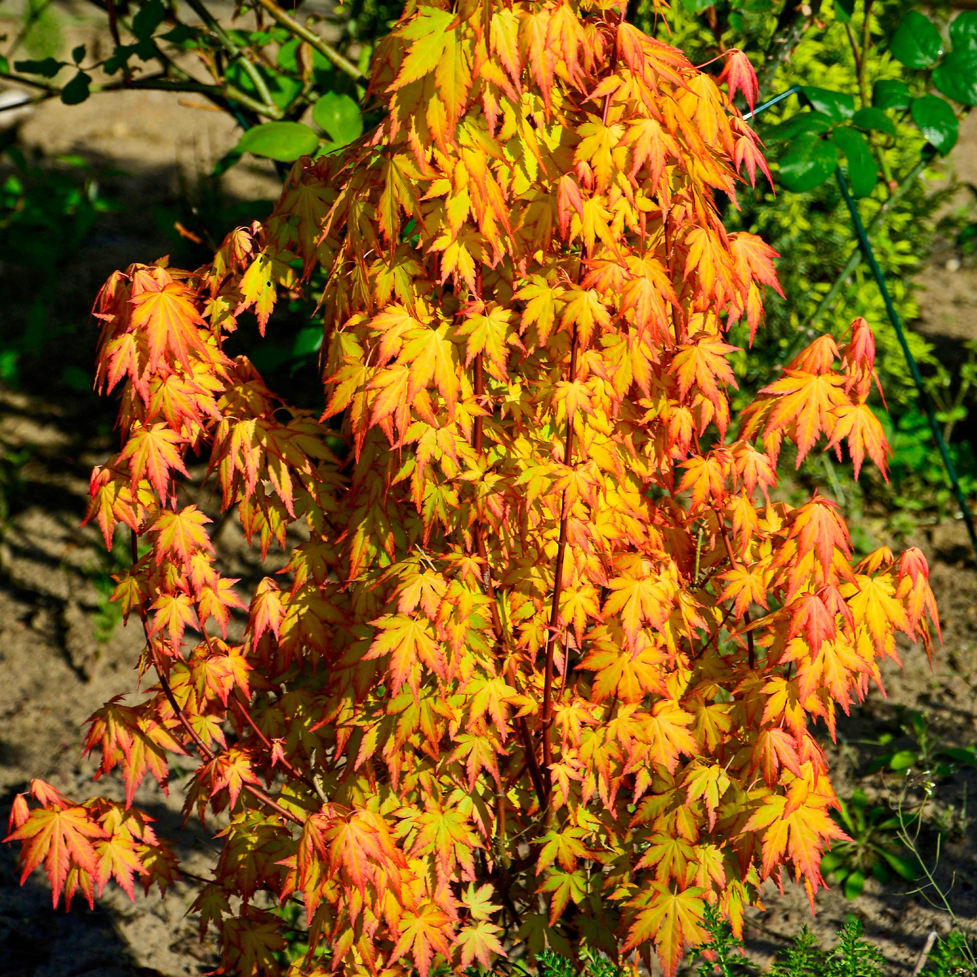 Acer palmatum katsura - Erable japonais 'Katsura' - Érable du Japon