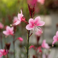 Gaura - Gaura 'Siskiyou Pink' - Gaura lindheimeri siskiyou pink