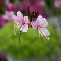 Gaura lindheimeri siskiyou pink - Gaura 'Siskiyou Pink' - Gaura