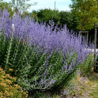 Perovskia atriplicifolia blue spire - Sauge d'Afghanistan 'Blue Spire' - Sauges