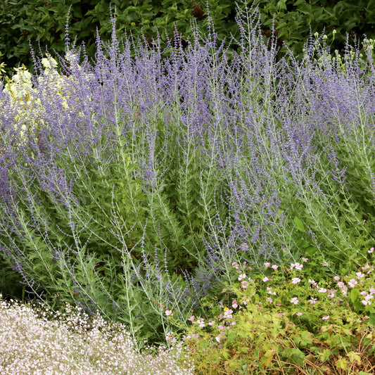 Sauge d'Afghanistan 'Blue Spire'