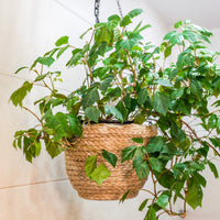 Woningerd Cissus 'Ellen Danica' avec pot suspendu en plastique  - Plante suspendue - Cissus ellen danica - Bakker