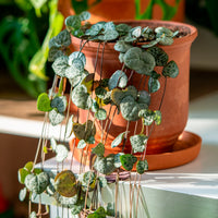 Chaîne des cœurs - Ceropegia woodii - Bakker