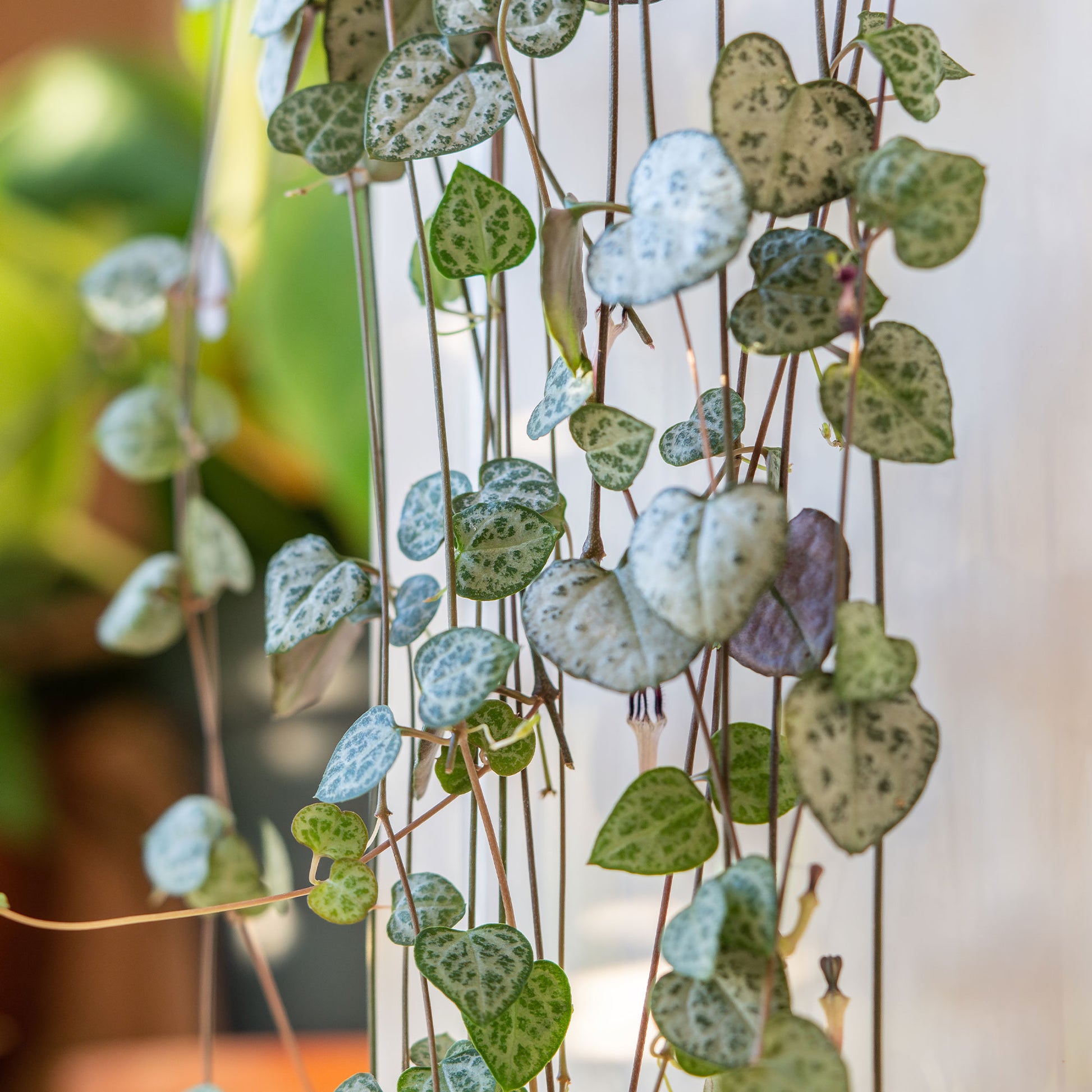 Plantes grasses d'intérieur - Chaîne des cœurs - Ceropegia woodii