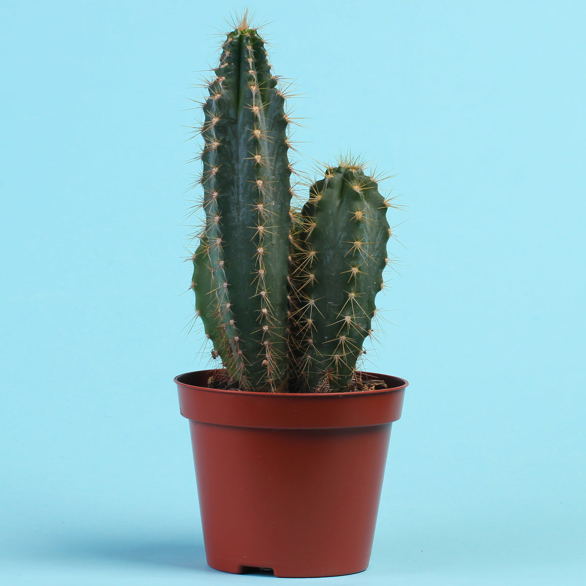 Polaskia Chichipe - Bakker
