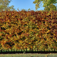 Vente Hêtre commun - Fagus sylvatica