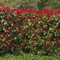 Vente Haie de 3 Photinias Red Robin - Photinia fraseri Red Robin