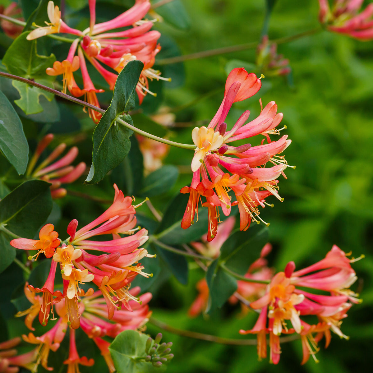 Chèvrefeuille grimpant 'Dropmore Scarlet'