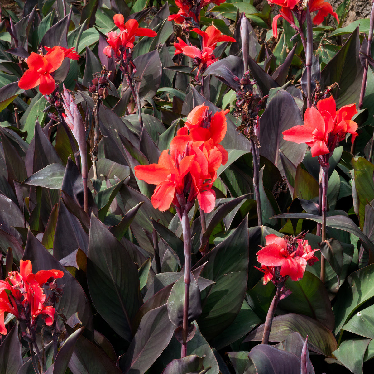 Canna - 2 Canna Red Futurity - Canna 'red futurity'