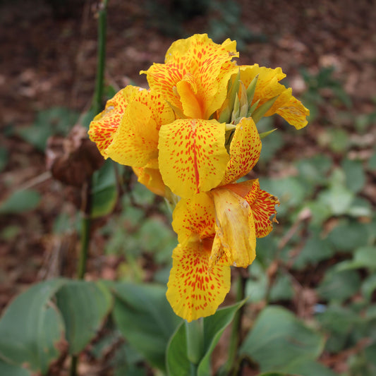 2 Canna Tropical Yellow - Bakker