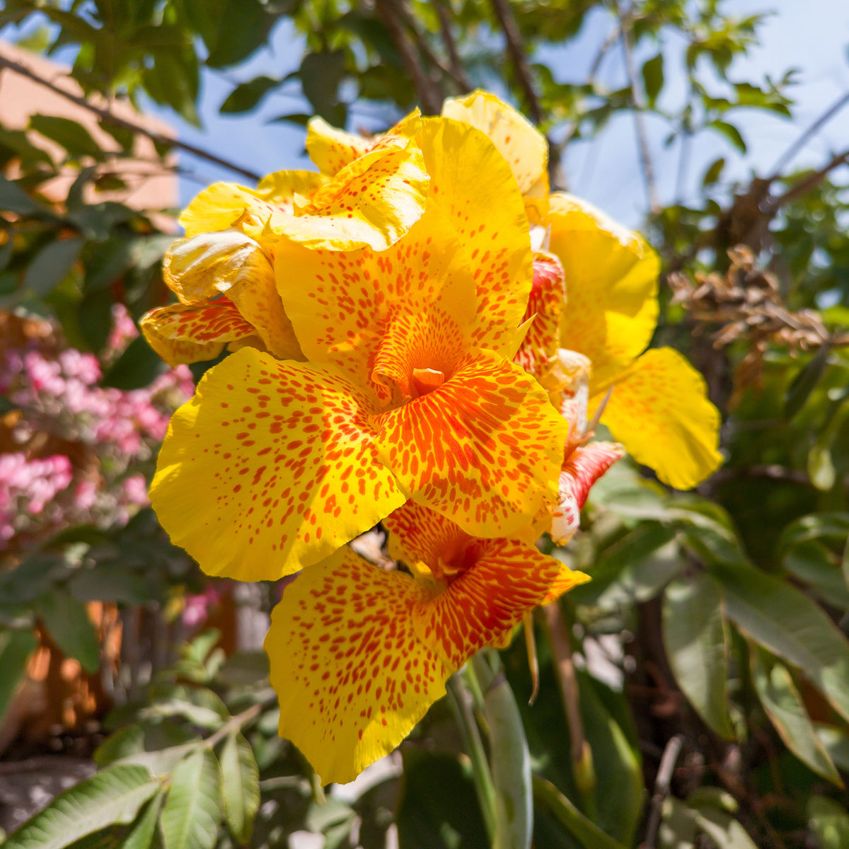Canna - 2 Canna Tropical Yellow - Canna 'tropical yellow'