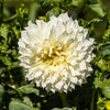 3 Dahlias géant Fleurel - Bakker