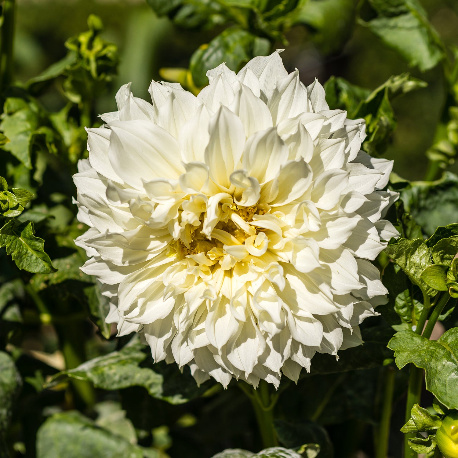 Bulbes de fleurs originaux