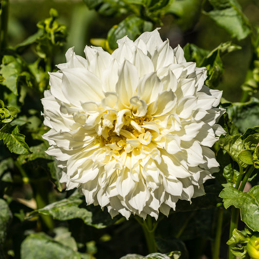 3 Dahlias géant Fleurel - Bakker