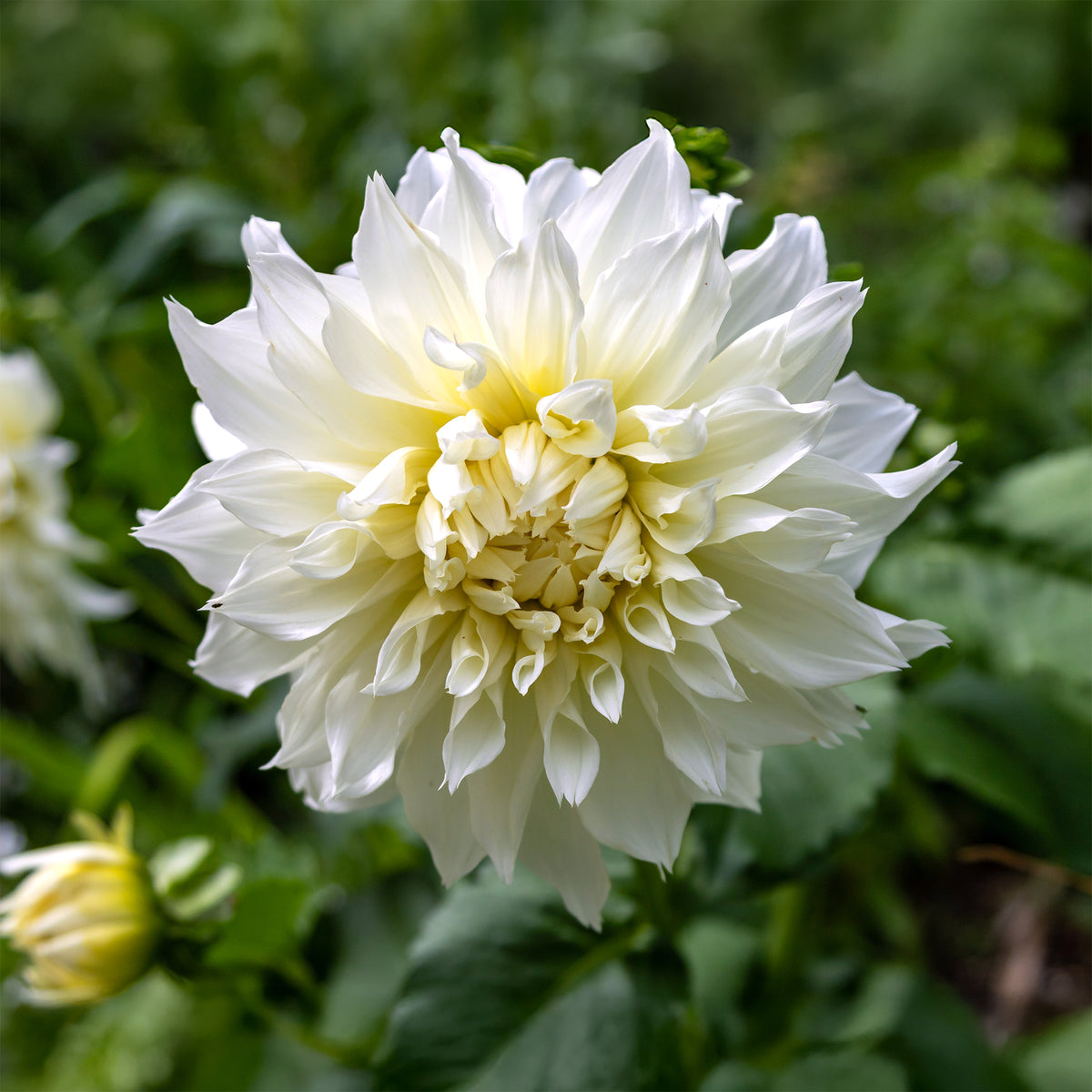 Dahlia 'fleurel' - 3 Dahlias géant Fleurel - Bulbes de Dahlia