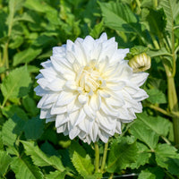 Bulbes de Dahlia - 3 Dahlias géant Fleurel - Dahlia 'fleurel'