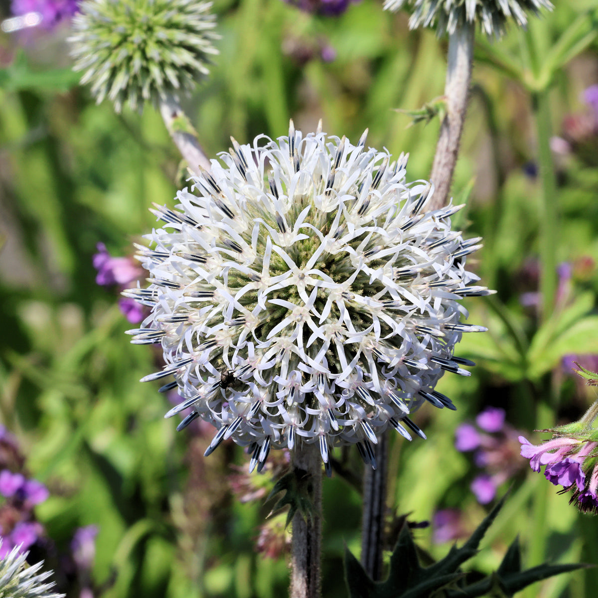 Boule azurée 'Arctic Glow'